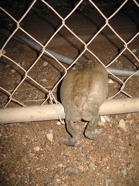 frog butt cheeks|These Frogs And Toads Having Almost Human.